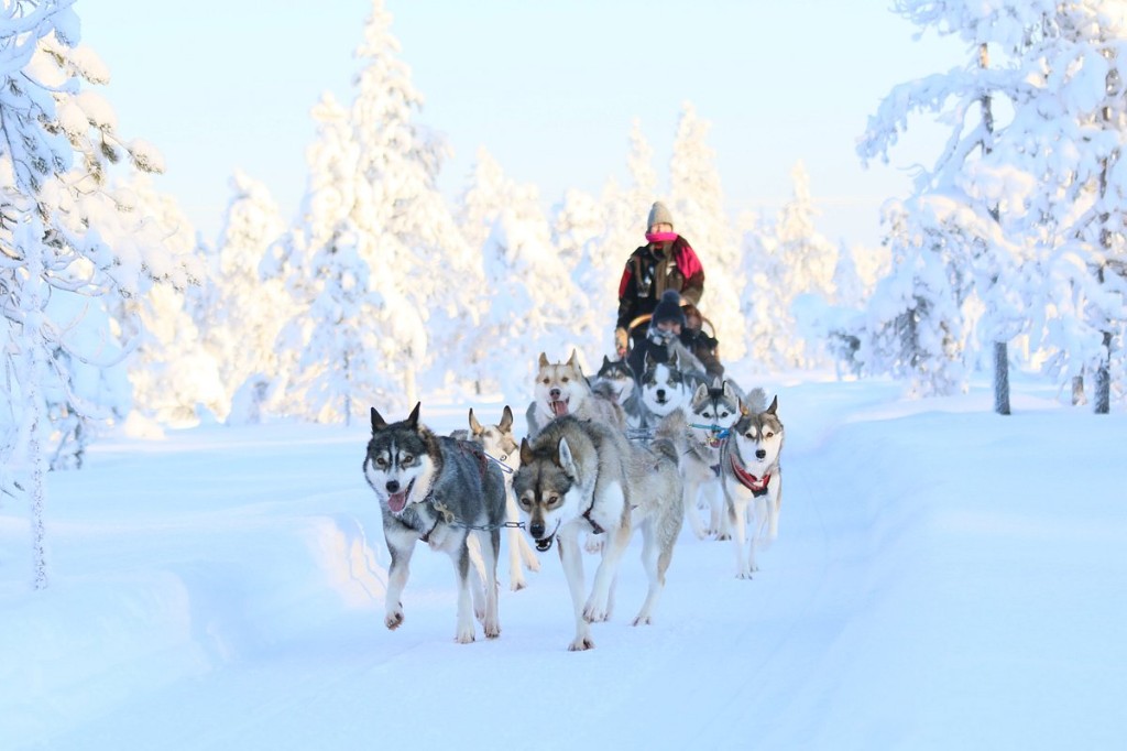 Husky sled team with musher on a snowy trail through Lapland forest