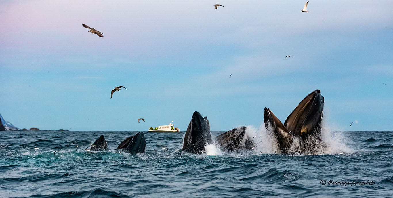 A whale breaching in the Arctic waters off Tromsø